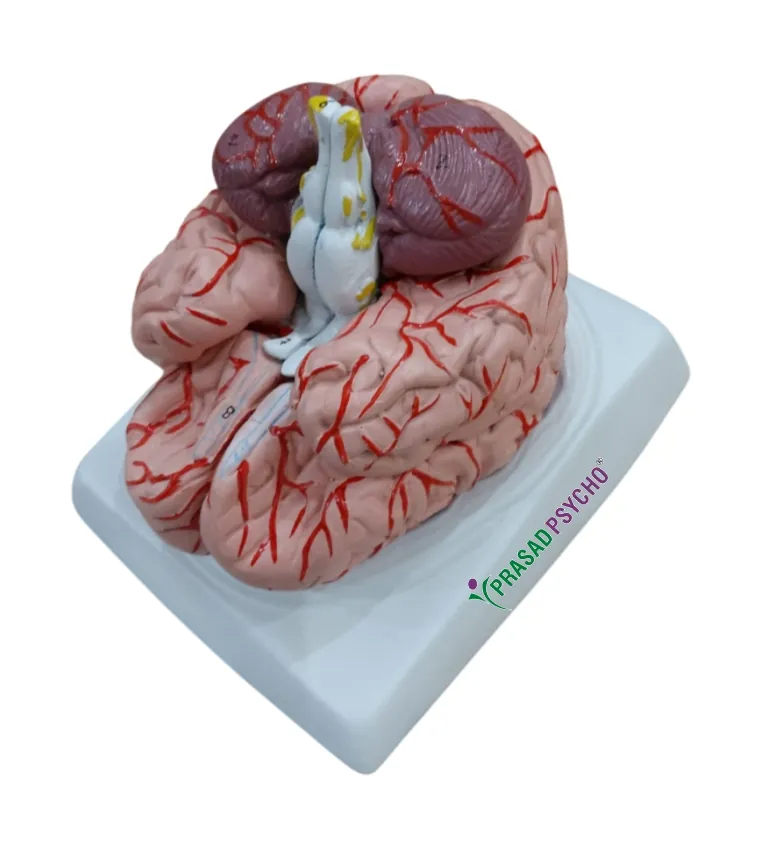 Human Organs(Model) - Brain