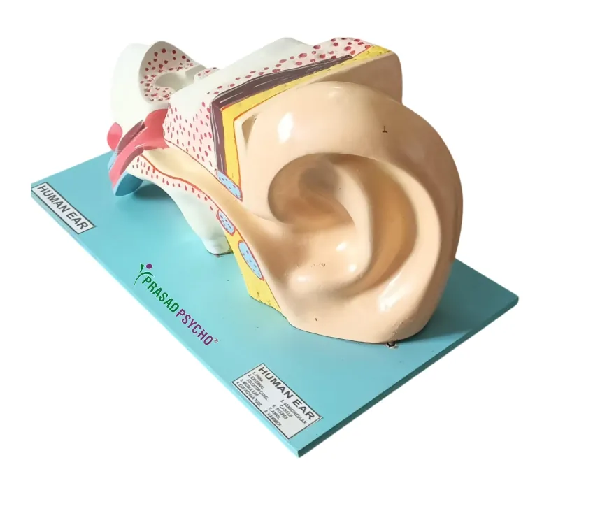 Human Organs(Model) - Ear