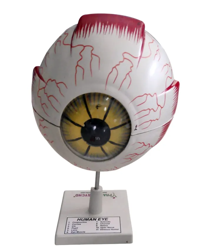 Human Organs(Model) - Eye