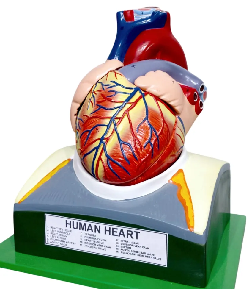 Human Organs(Model) - Heart