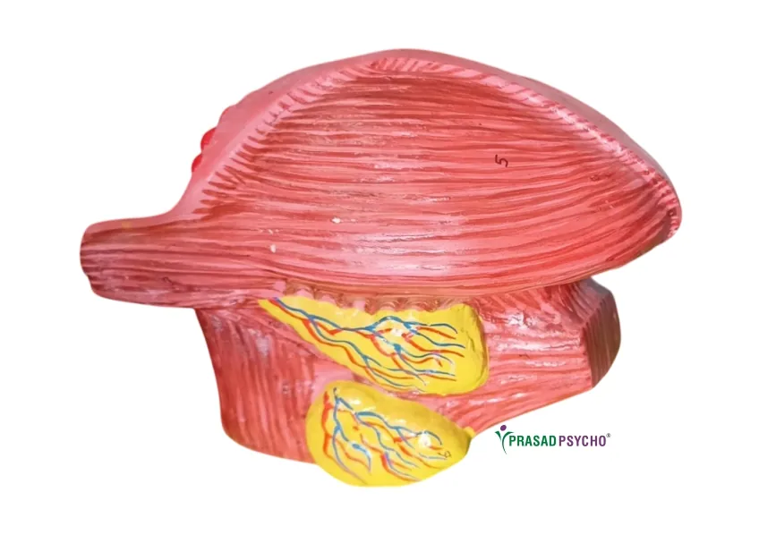 Human Organs(Model) - Tongue