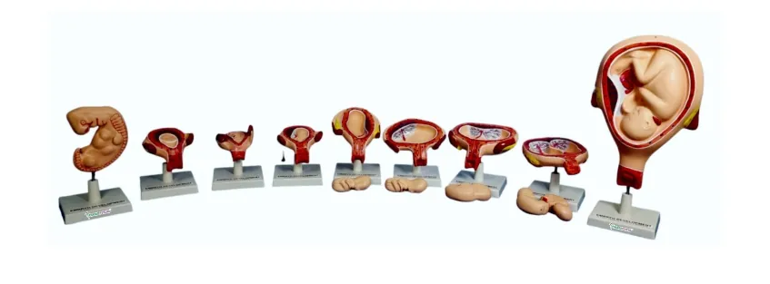 Prenatal Stage Model [Set of 9 Models]